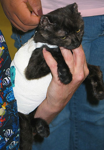 Adam, the burned kitten has a new home