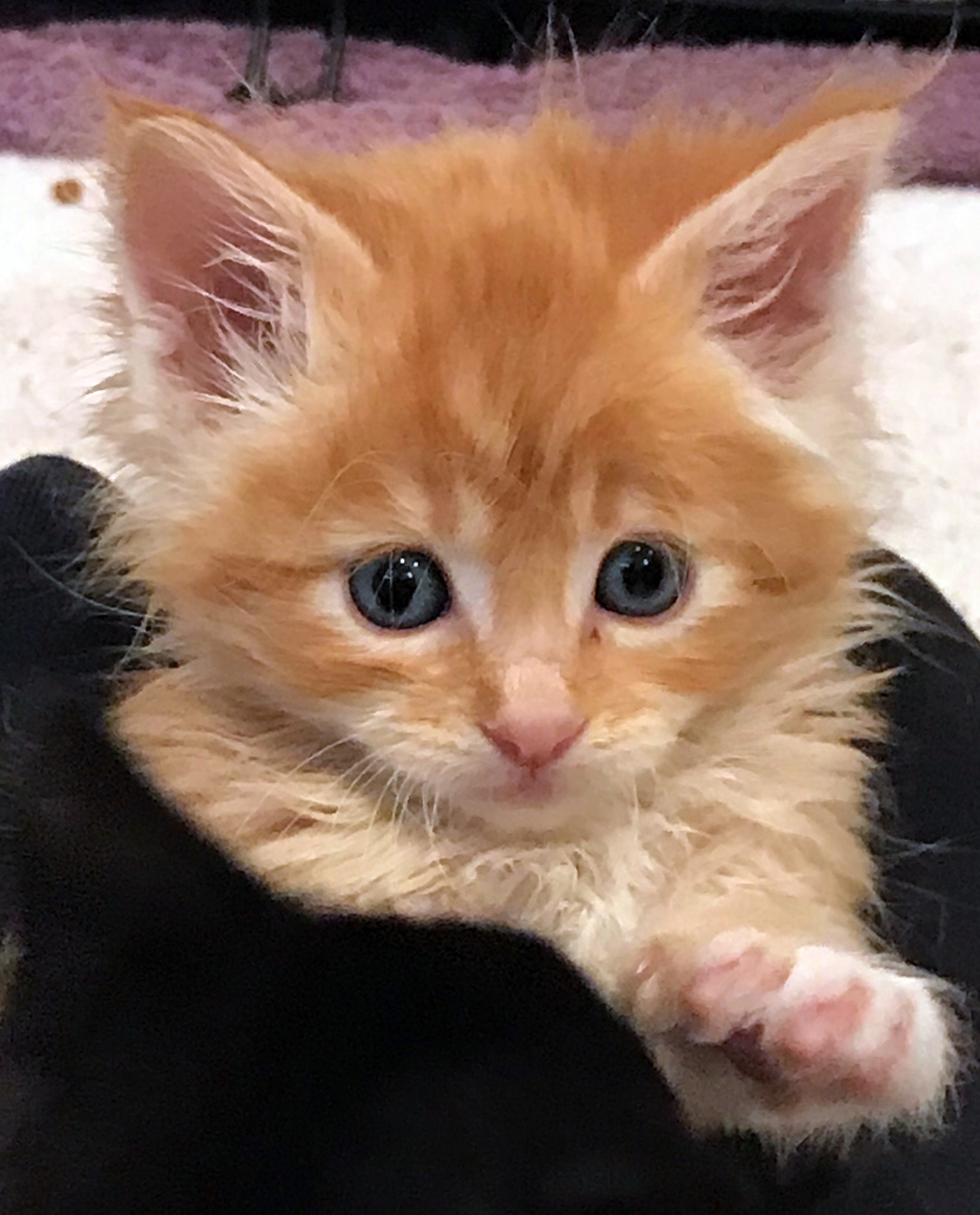 Foster kitten Cyrus