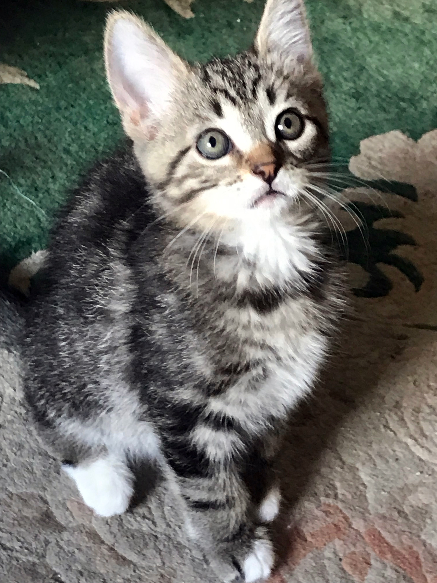 Foster kitten Daphne