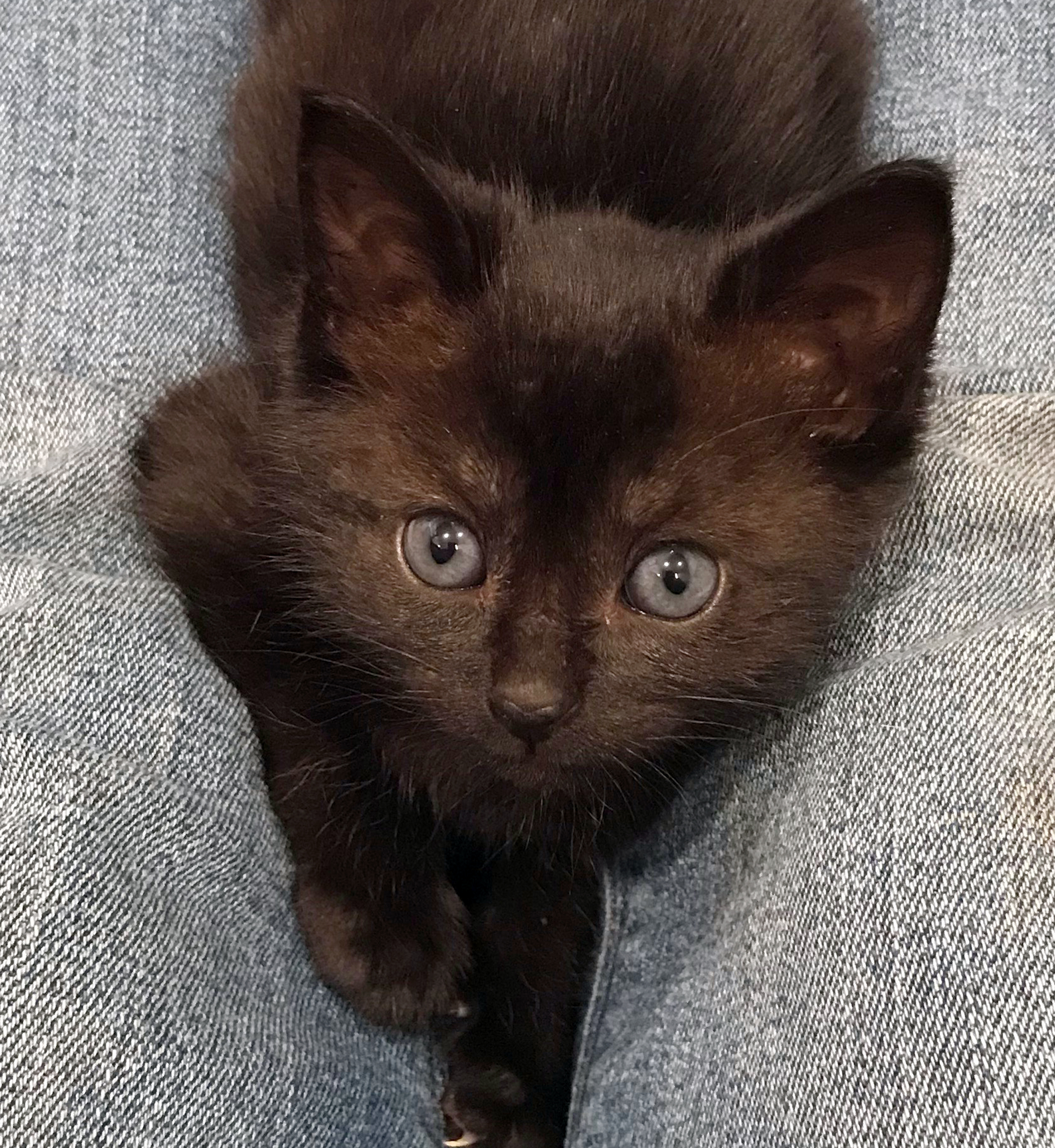 Foster kitten Isabella