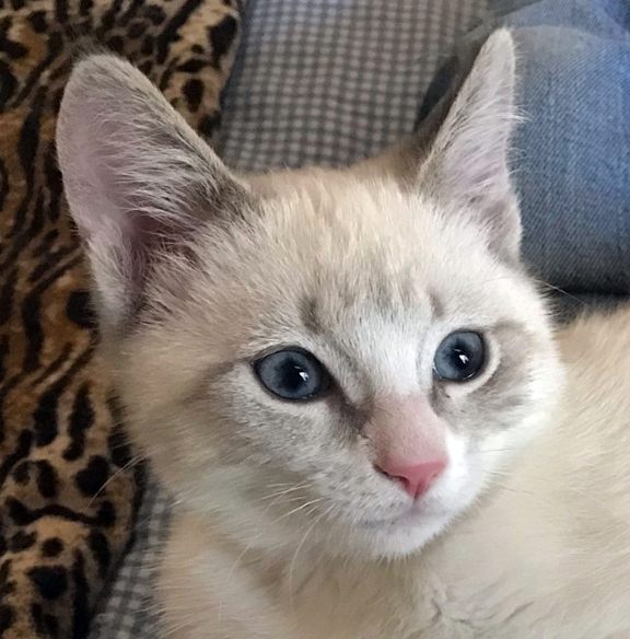 Foster kitten Kali