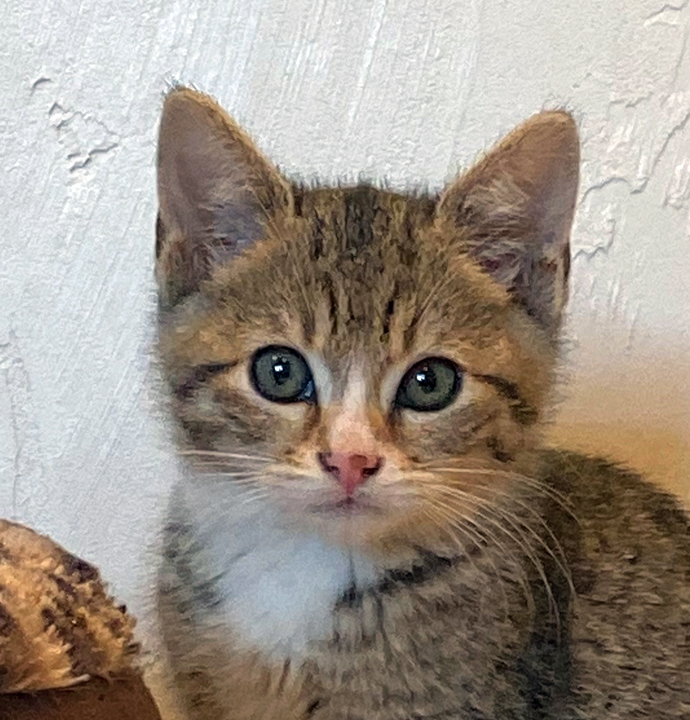 Foster kitten Georgia